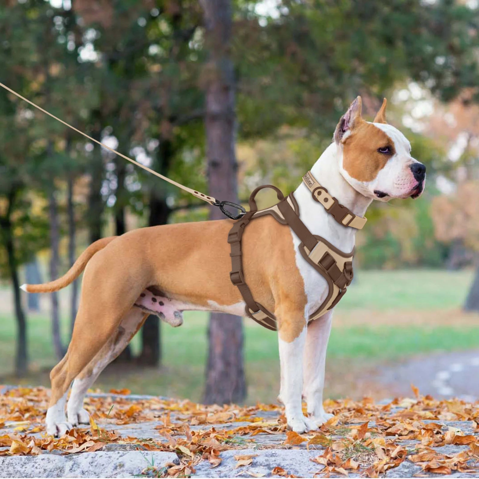 Luxury No-Pull Dog Harness | Adjustable Chest Strap | Personalized | S–XL
